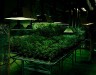 Cannabis grown for medical research